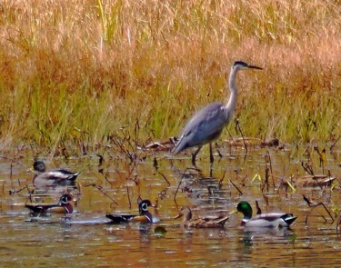 Fotografie mit dem Titel "Blue Heron and Ducks" von Bavosi Photoart, Original-Kunstwerk, Digitale Fotografie