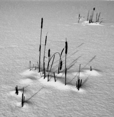 Fotografía titulada "Cattails In Winter" por Bavosi Photoart, Obra de arte original, Fotografía digital