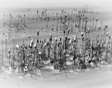 Photography titled "Grafton Cattails In…" by Bavosi Photoart, Original Artwork, Digital Photography