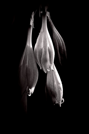 Fotografía titulada "Hosta Blossoms" por Bavosi Photoart, Obra de arte original, Fotografía digital