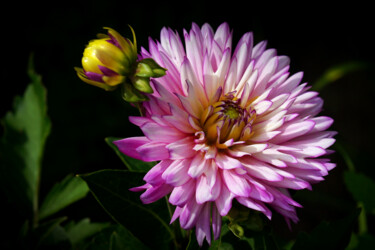 Photographie intitulée "In Bloom" par Bavosi Photoart, Œuvre d'art originale, Photographie numérique