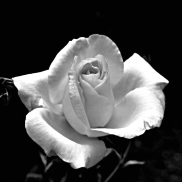 Photography titled "White Rose" by Bavosi Photoart, Original Artwork, Digital Photography