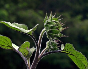 Fotografía titulada "Sunflower Bud" por Bavosi Photoart, Obra de arte original, Fotografía digital