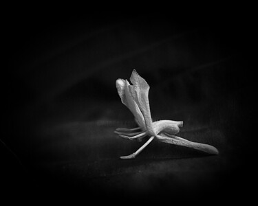 Photography titled "Tiny Dancer" by Bavosi Photoart, Original Artwork, Digital Photography