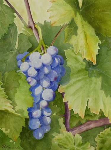 Painting titled "Les raisins de Most…" by Bernard Camborde, Original Artwork, Watercolor