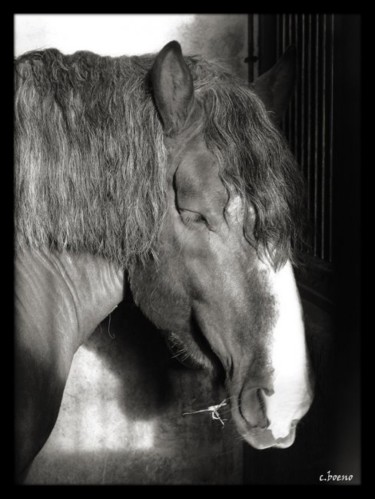 Photographie intitulée "cheval9.jpg" par Bdum, Œuvre d'art originale