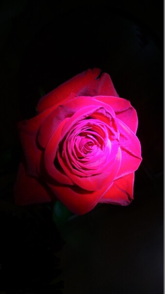 Night and rose- La nuit la rose Photographie intitulée "Night and rose- La…" par Béatrice Marie Penaud, Œuvre d'art originale, Photographie numérique