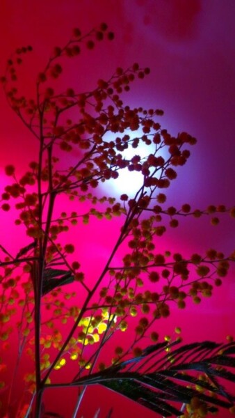 Photography titled "mimosa nuit" by Béatrice Marie Penaud, Original Artwork