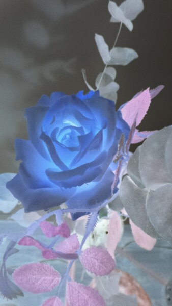 Photography titled "La rose bleue" by Béatrice Marie Penaud, Original Artwork, Digital Photography