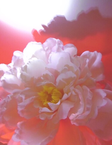 Photographie intitulée "La pivoine blanche" par Béatrice Marie Penaud, Œuvre d'art originale, Photographie numérique