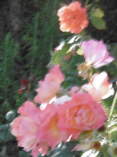 Photographie intitulée "Matin de roses" par Béatrice Marie Penaud, Œuvre d'art originale, Photographie numérique