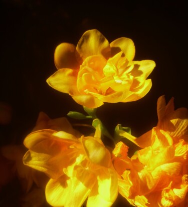 Photographie intitulée "Les fleurs d'or" par Béatrice Marie Penaud, Œuvre d'art originale, Photographie numérique