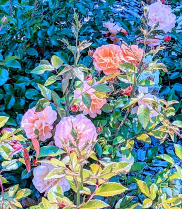 Fotografia intitulada "Roses anciennes" por Béatrice Marie Penaud, Obras de arte originais, Fotografia digital
