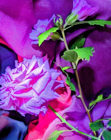 Photographie intitulée "La rose mauve" par Béatrice Marie Penaud, Œuvre d'art originale, Photographie numérique
