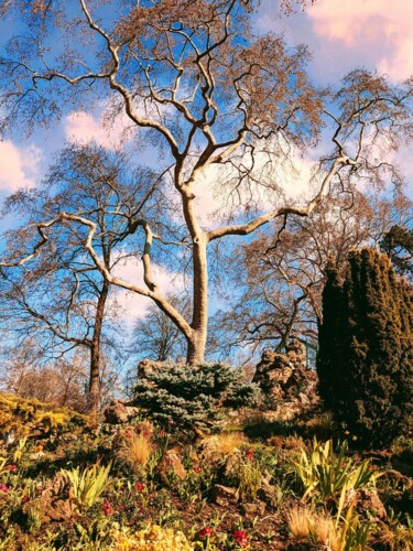Photographie intitulée "La force des arbres" par Béatrice Marie Penaud, Œuvre d'art originale, Photographie numérique