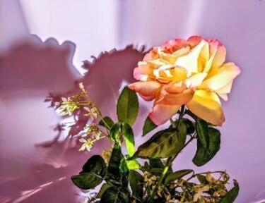 Fotografia intitolato "la rose orgueilleuse" da Béatrice Marie Penaud, Opera d'arte originale, Fotografia digitale