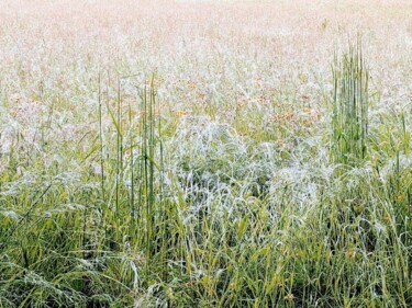 Photographie intitulée "L'infini des prairi…" par Béatrice Marie Penaud, Œuvre d'art originale, Photographie numérique