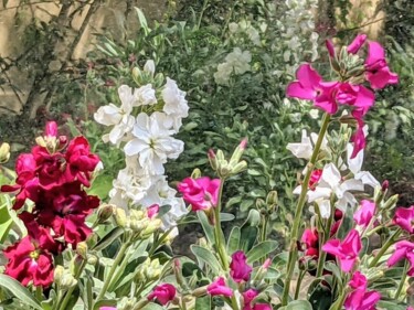 Фотография под названием "Fleurs du jardin" - Béatrice Marie Penaud, Подлинное произведение искусства, Цифровая фотография