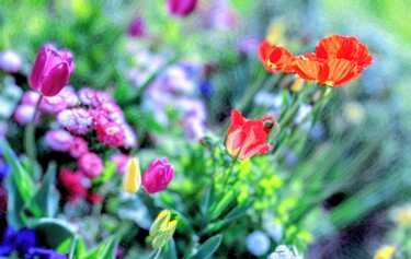 Photographie intitulée "Pavots et autres fl…" par Béatrice Marie Penaud, Œuvre d'art originale, Photographie numérique