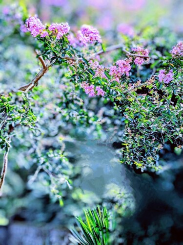 Fotografia zatytułowany „Aqua flora” autorstwa Béatrice Marie Penaud, Oryginalna praca, Fotografia cyfrowa