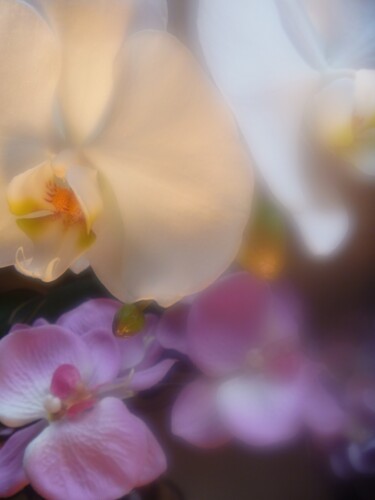 Photographie intitulée "rêveuses orchidées" par Béatrice Marie Penaud, Œuvre d'art originale
