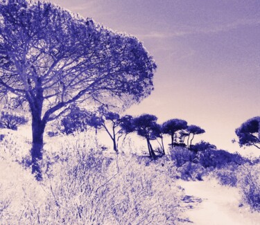 Photographie intitulée "La garrigue" par Béatrice Marie Penaud, Œuvre d'art originale, Photographie numérique