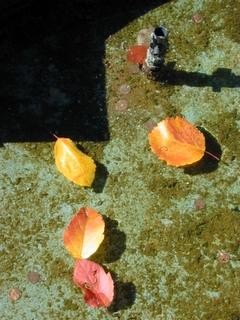 Photography titled "Leaves in Water" by Ben Gonzalez, Original Artwork