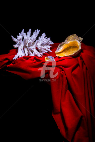 Photographie intitulée "rapana-and-coral.jpg" par Benjamin, Œuvre d'art originale, Photographie numérique