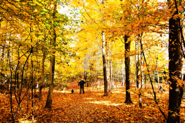 Photography titled "autumn-walk-with-do…" by Benjamin, Original Artwork