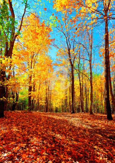 Fotografie mit dem Titel "forest-in-late-octo…" von Benjamin, Original-Kunstwerk