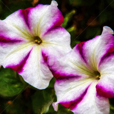 Photography titled "two-petunias-on-a-d…" by Benjamin, Original Artwork, Oil