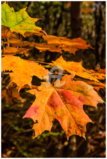 Photography titled "octobers-leaves-of-…" by Benjamin, Original Artwork