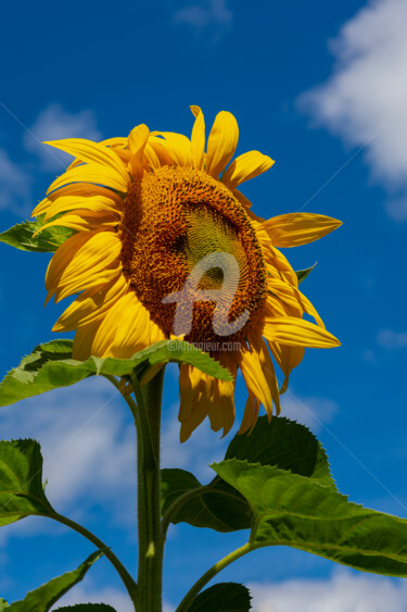 Фотография под названием "Bright, golden sunf…" - Benjamin, Подлинное произведение искусства, Цифровая фотография