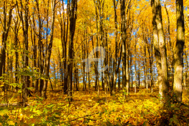 Photography titled "Golden forest on a…" by Benjamin, Original Artwork, Digital Photography