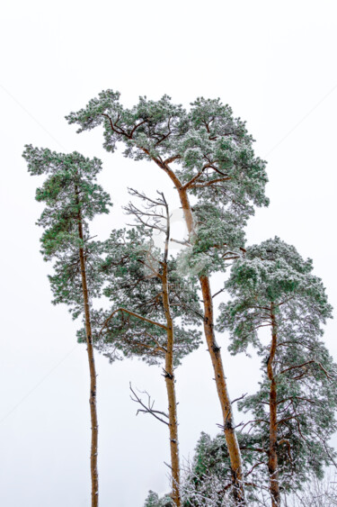 Fotografia intitulada "Pine trees lightly…" por Benjamin, Obras de arte originais, Fotografia digital