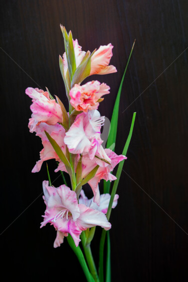 Fotografie getiteld "Gladiolus pink on a…" door Benjamin, Origineel Kunstwerk, Digitale fotografie