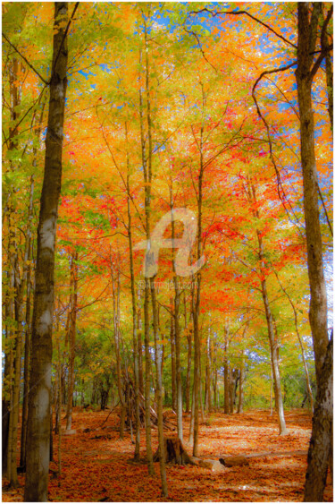 Fotografia zatytułowany „Autumn maple grove” autorstwa Benjamin, Oryginalna praca, Manipulowana fotografia