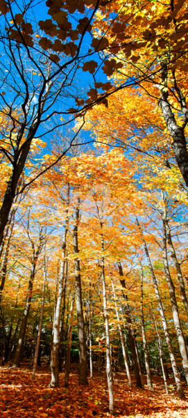 Fotografie getiteld "golden-forest.jpg" door Benjamin, Origineel Kunstwerk