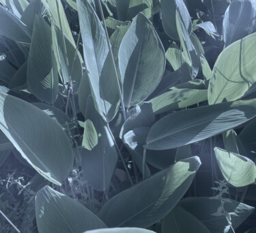 Фотография под названием "Tiny Forest | Giant…" - Benoit Delplace, Подлинное произведение искусства, Манипулированная фотогр…