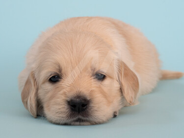 Golden Retriever 2 Photographie intitulée "Golden Retriever 2" par Zsolt Beregi, Œuvre d'art originale, Photographie numérique