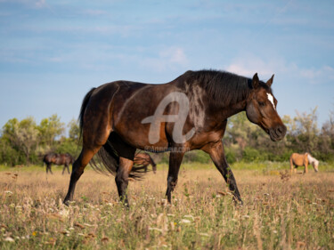 Photography titled "Horse 2" by Zsolt Beregi, Original Artwork, Digital Photography