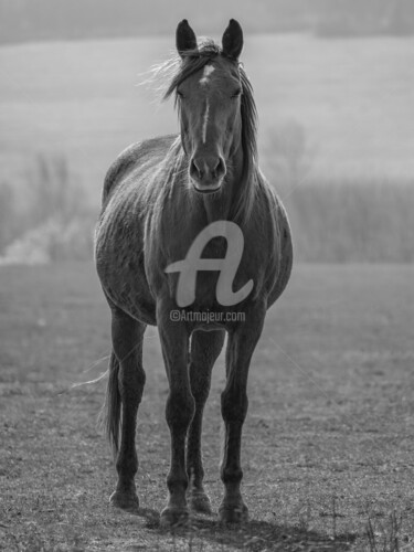 Photography titled "Horse 3" by Zsolt Beregi, Original Artwork, Digital Photography