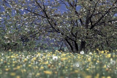 Photographie intitulée "arbre au printemps" par Bernard Jacques, Œuvre d'art originale