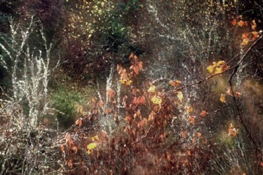 Photographie intitulée "automne derrière la…" par Bernard Jacques, Œuvre d'art originale