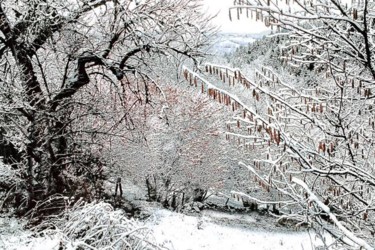 Photographie intitulée "première neige" par Bernard Jacques, Œuvre d'art originale