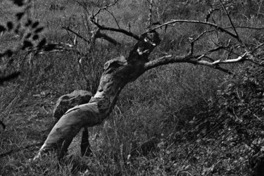 Photographie intitulée "l'arbre maléfique" par Bernard Jacques, Œuvre d'art originale