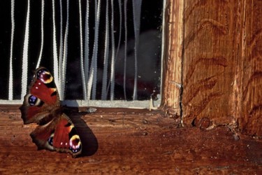 Photographie intitulée "papillon à ma fenêt…" par Bernard Jacques, Œuvre d'art originale