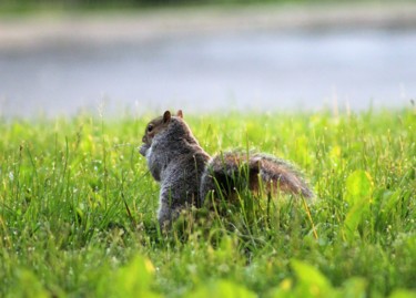 Photography titled "Squirrel's Life 2" by Bernard Best, Original Artwork