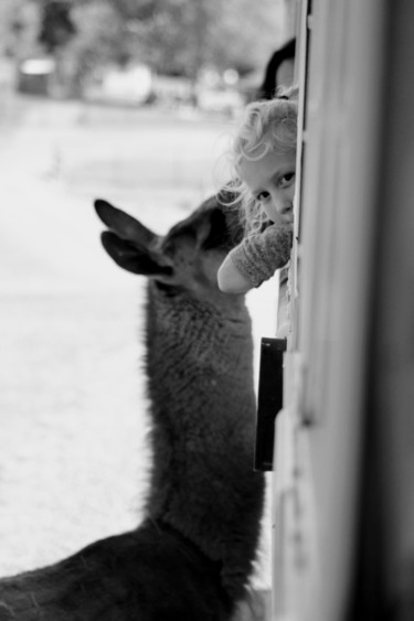 Photography titled "Llama Whispers" by Bernard Best, Original Artwork, Digital Photography
