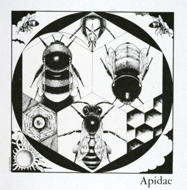 Desenho intitulada "Didactique N/B Api." por Bernard Domange, Obras de arte originais